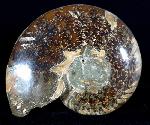 Cleoniceras (Grycia) besairiei COLLIGNON 1949 - Bild © FossNet FossilienStore